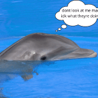 Why Do I Do This to Myself AKA Diary of a Delusional Dolphins Fan