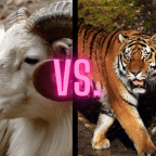 Super Bowl LVI: Matt’s Guide on What to Watch For